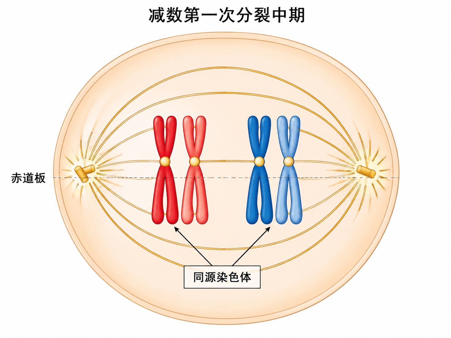 AI 生成图片，模型：Image 2.5